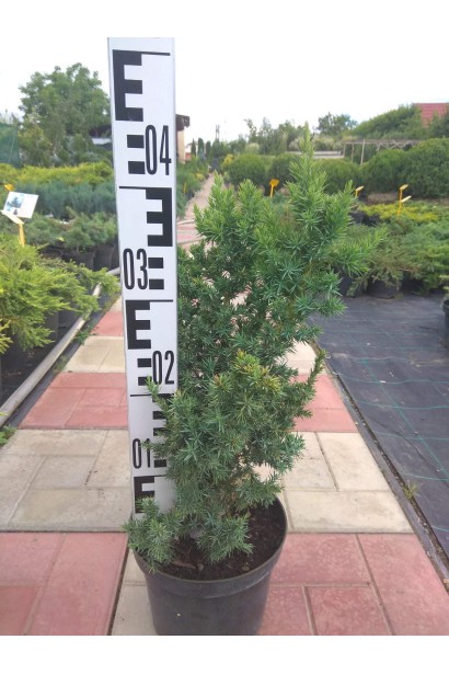 Ялівець китайський Монарх - 3л/вис.30-35см/Ø15-25см